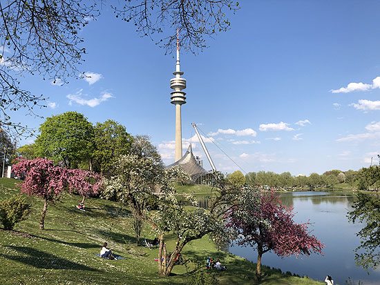 Kirschblüten im Olympiapark (Foto: Martin Schmitz)